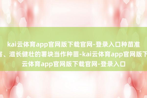 kai云体育app官网版下载官网-登录入口种苗准备：采选无病虫害、滋长健壮的薯块当作种苗-kai云体育app官网版下载官网-登录入口